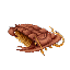 Trilobite
