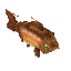 Rainbow Trout