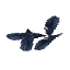 Dark Feathers