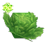 Essence of Life (Lettuce)