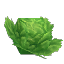 Lettuce