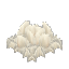 White Mushroom Mycelium