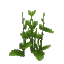 Nettle