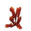 Red Featherleaf
