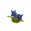 Blue Hibiscus