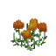 Chrysanthemum