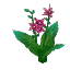 Common Pink Flower (Pink)