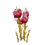 Carmine Parched Thorn