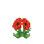 Poppy