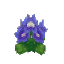 Campanula Flower
