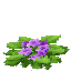 Violets