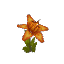 Orange Orchid