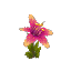 Pink Orchid