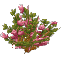 Pink Camelia
