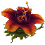 Tall Red Rafflesia