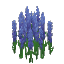 Larkspur