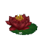 Red Waterlily