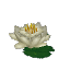 White Waterlily
