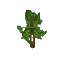 Beech Sapling