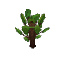 Oak Sapling