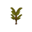 Palm Sapling